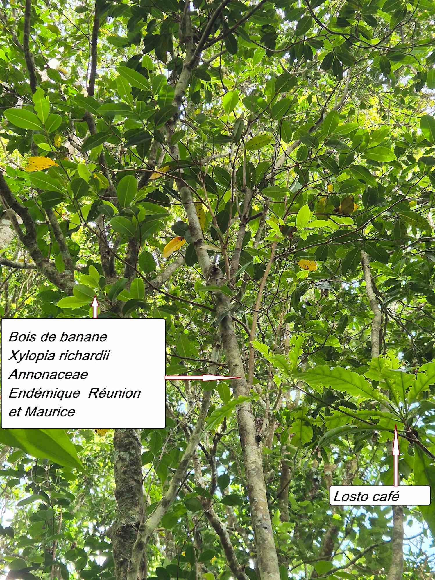 35- Bois de banane (1)