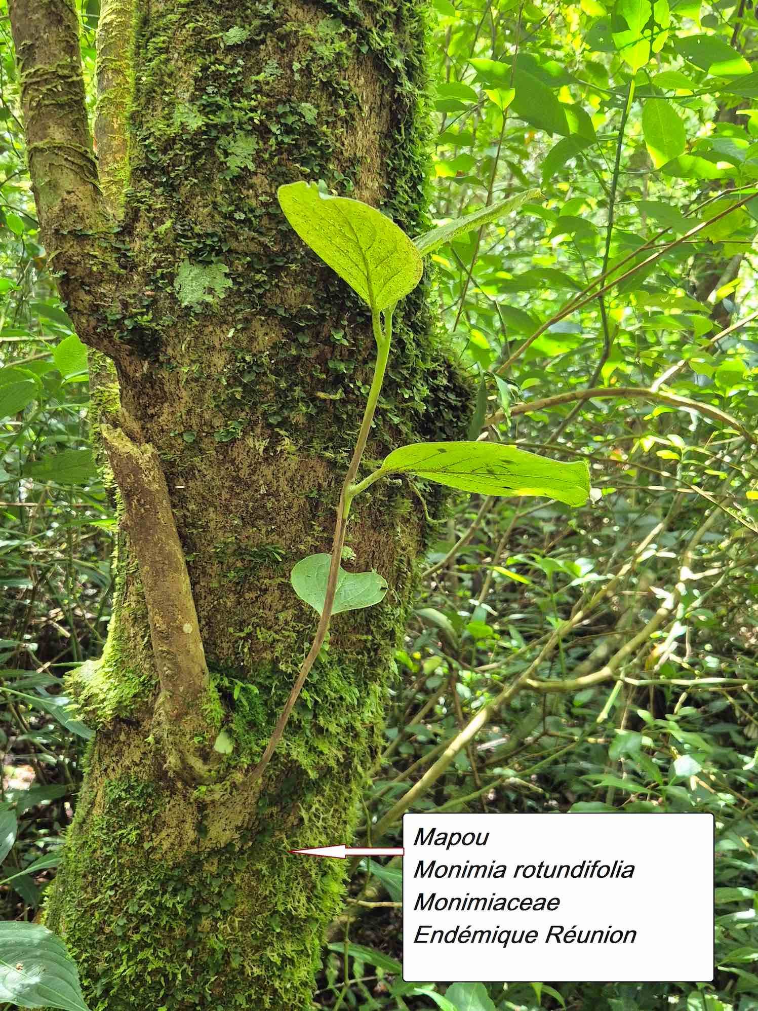 52- Mapou (1)