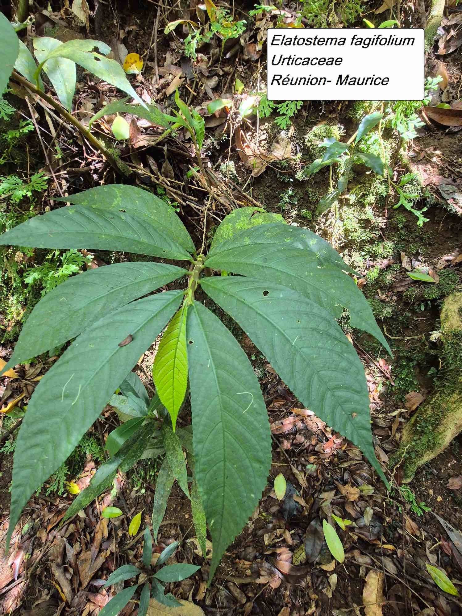 54- Elatostema fagifolium (1)