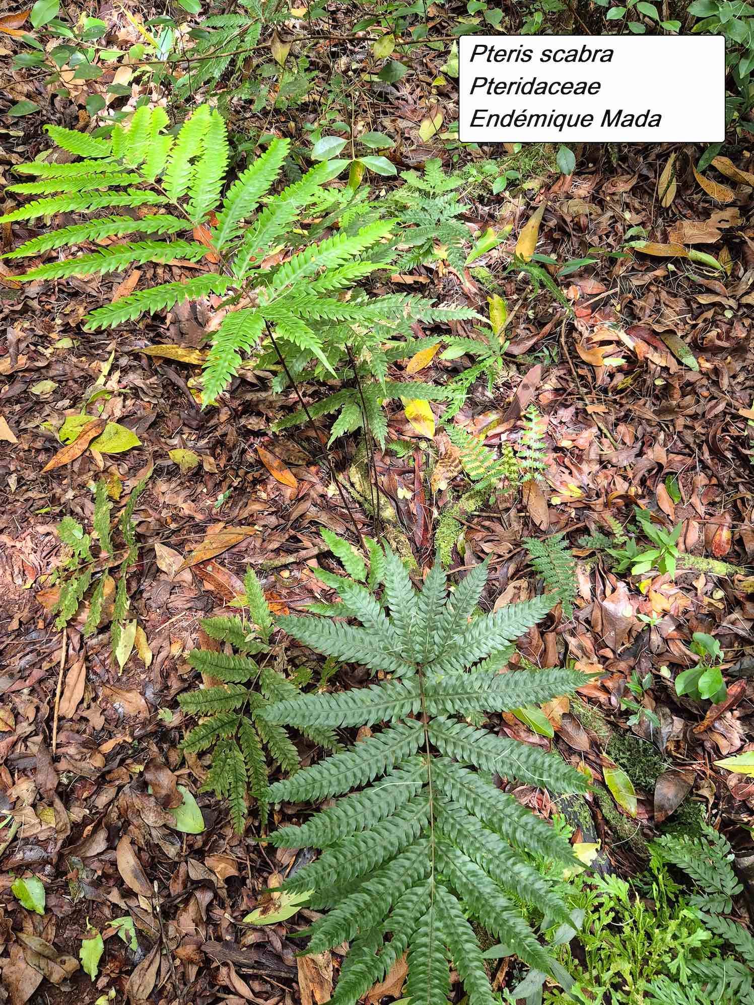 59- Pteris (1)
