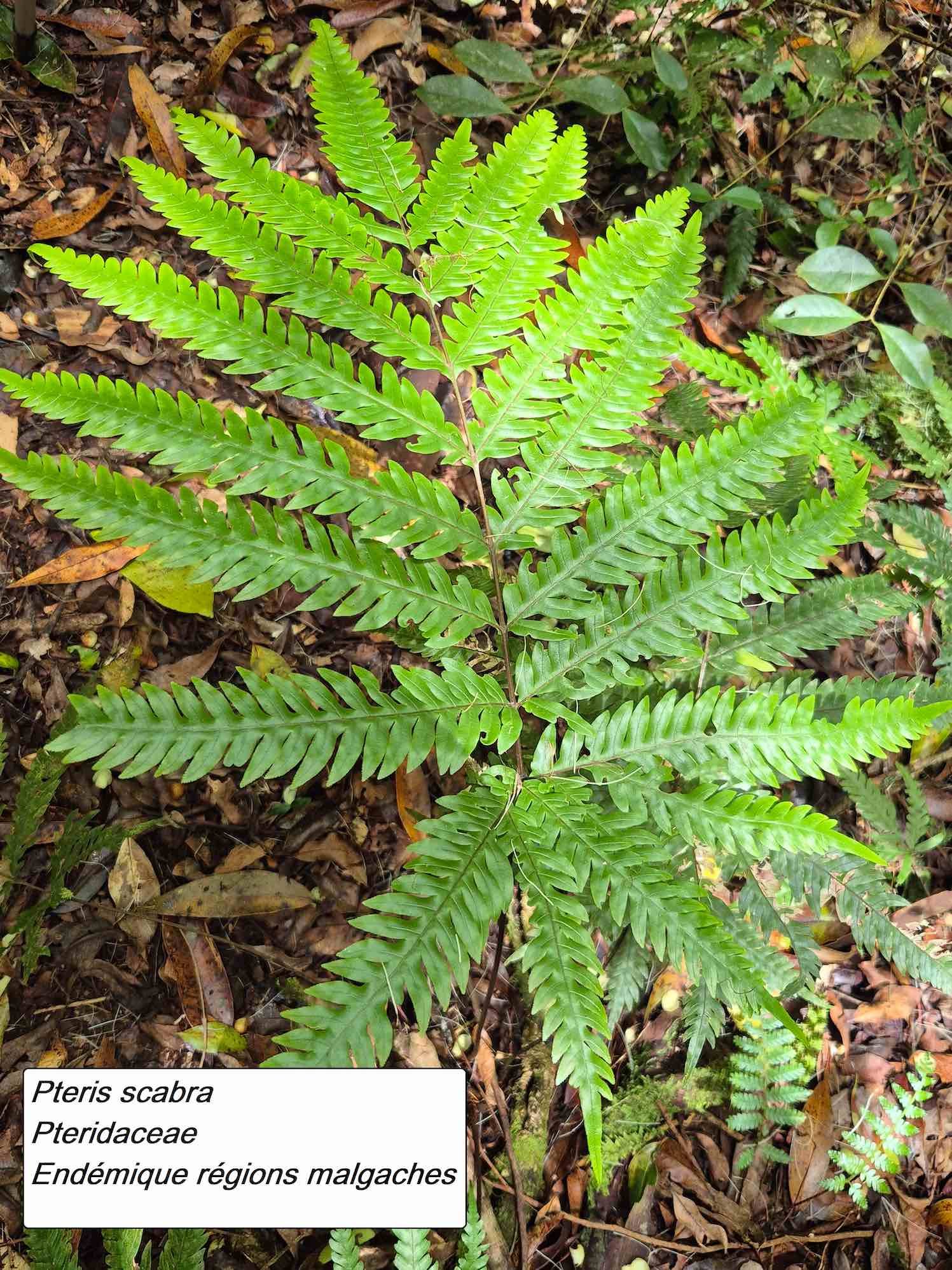 59- Pteris (2)
