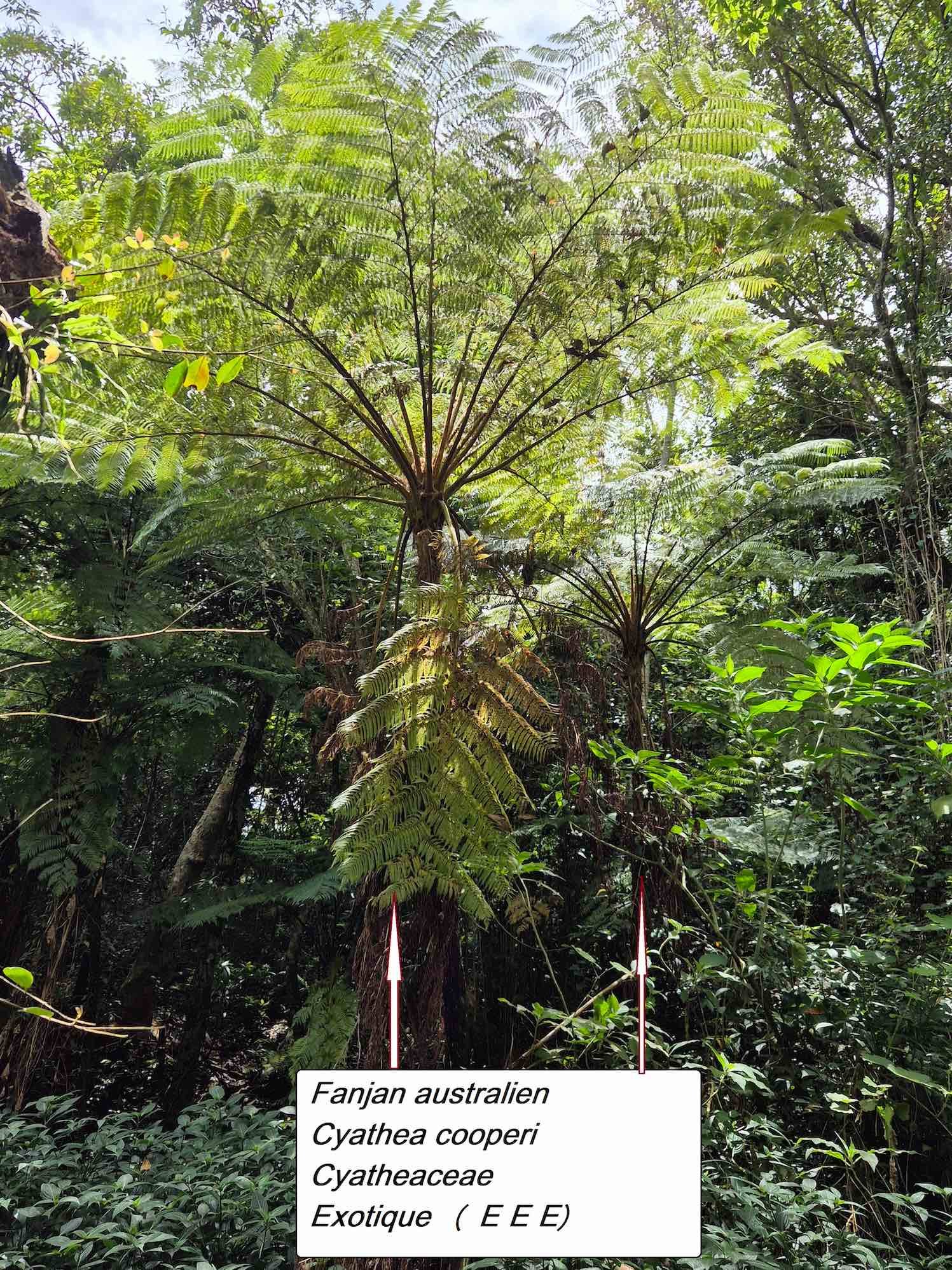 64- Fanjan australien