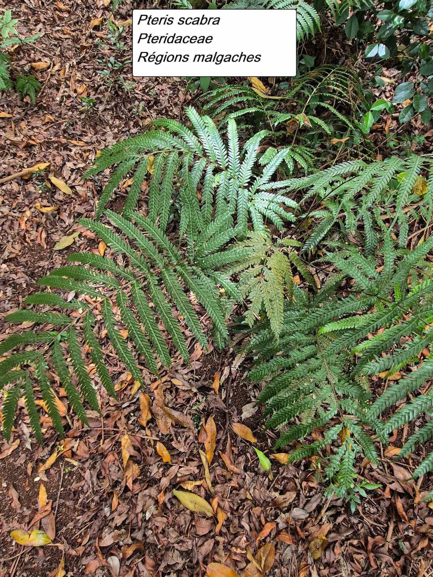 74- Pteris scabra