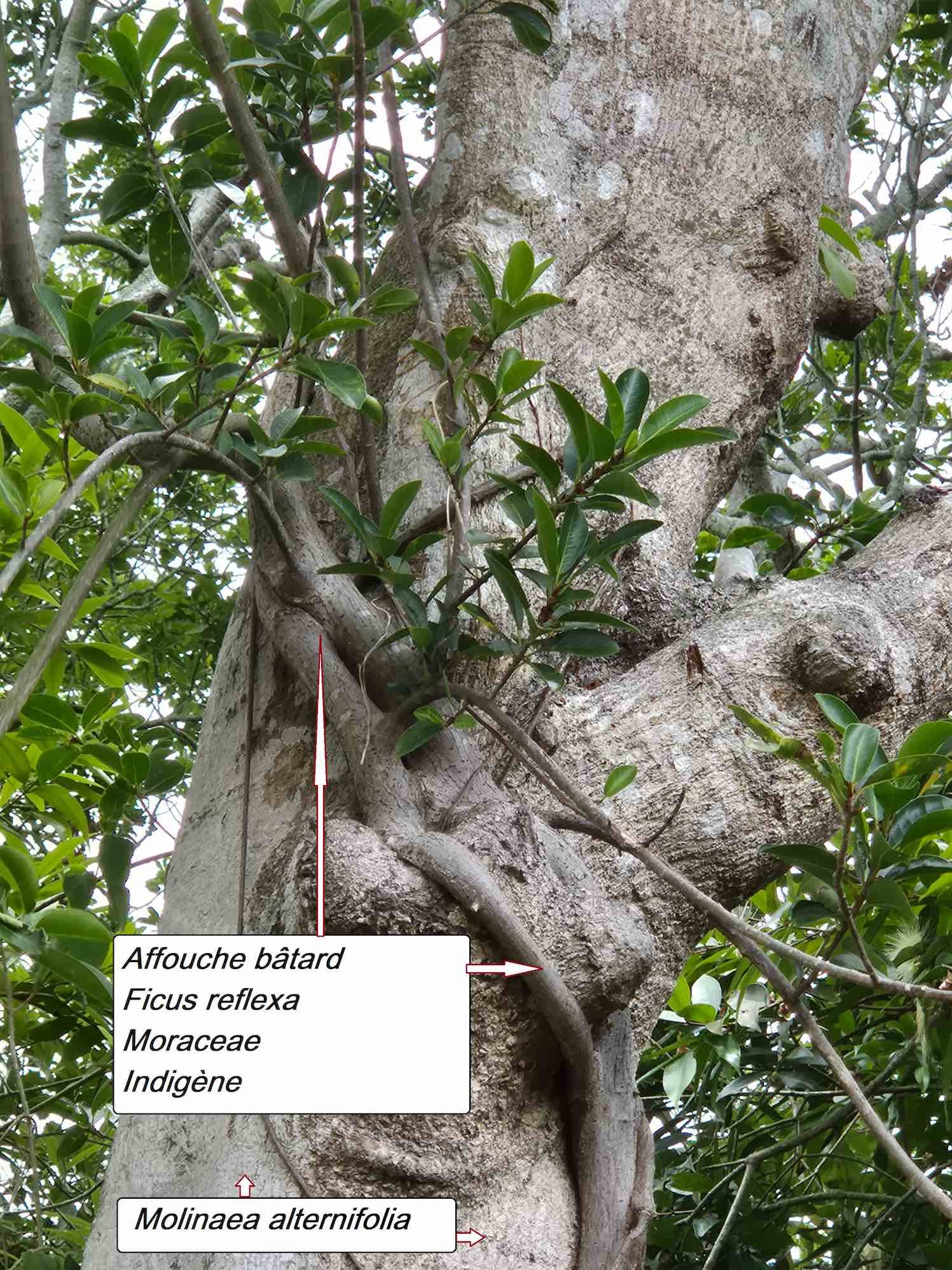 82- Ficus reflexa (2)