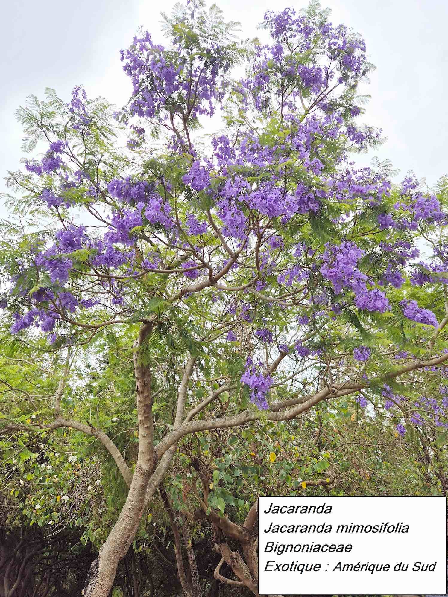 85- Jacaranda (1)