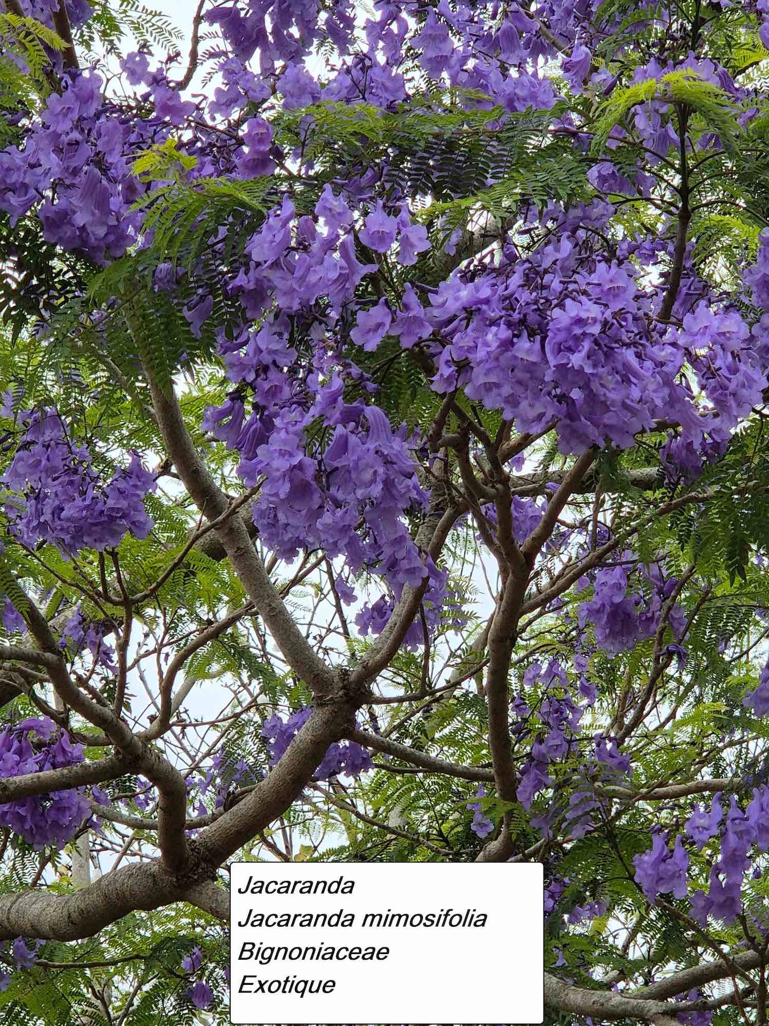 85- Jacaranda (2)