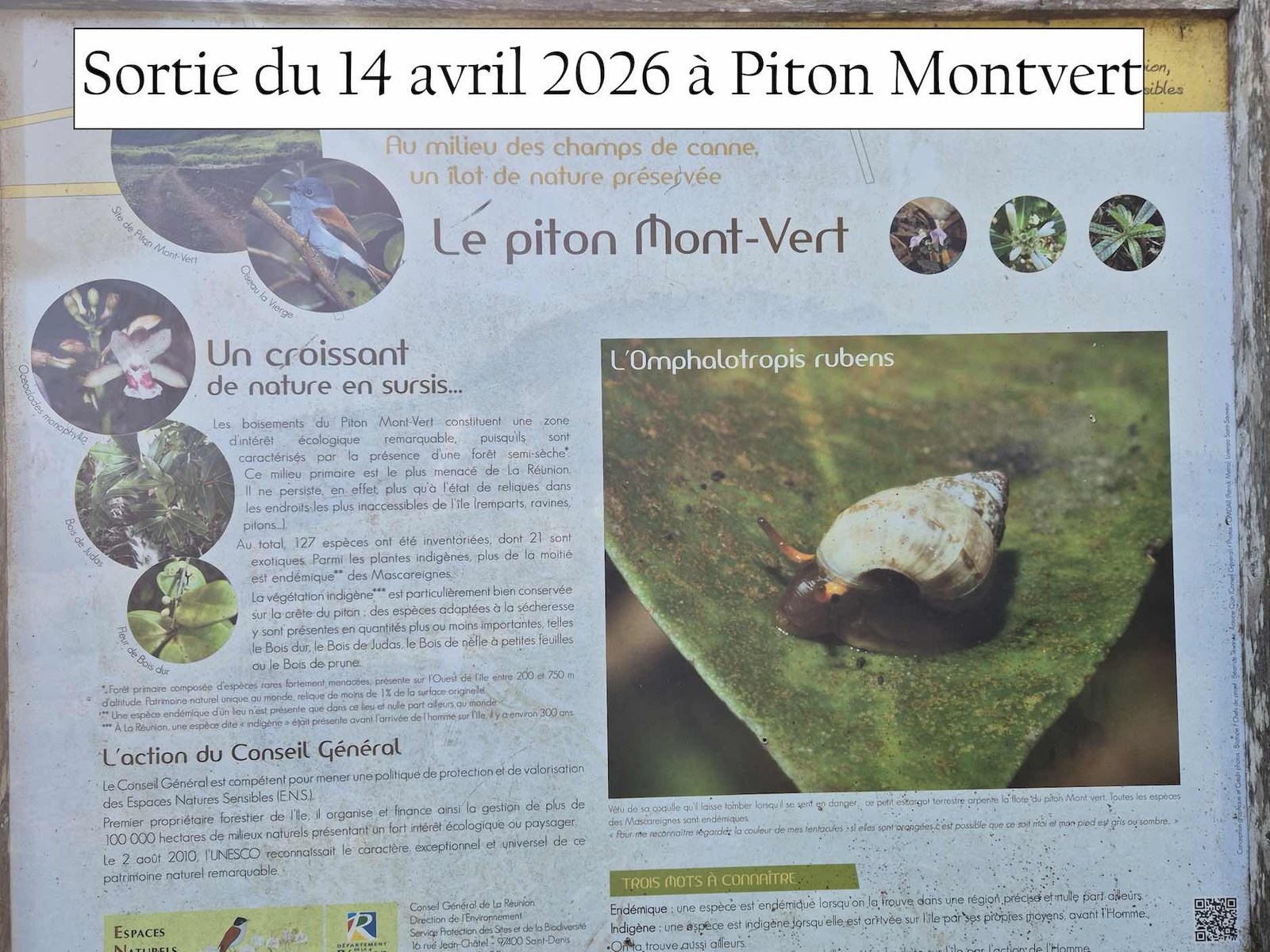 1- Piton Montvert