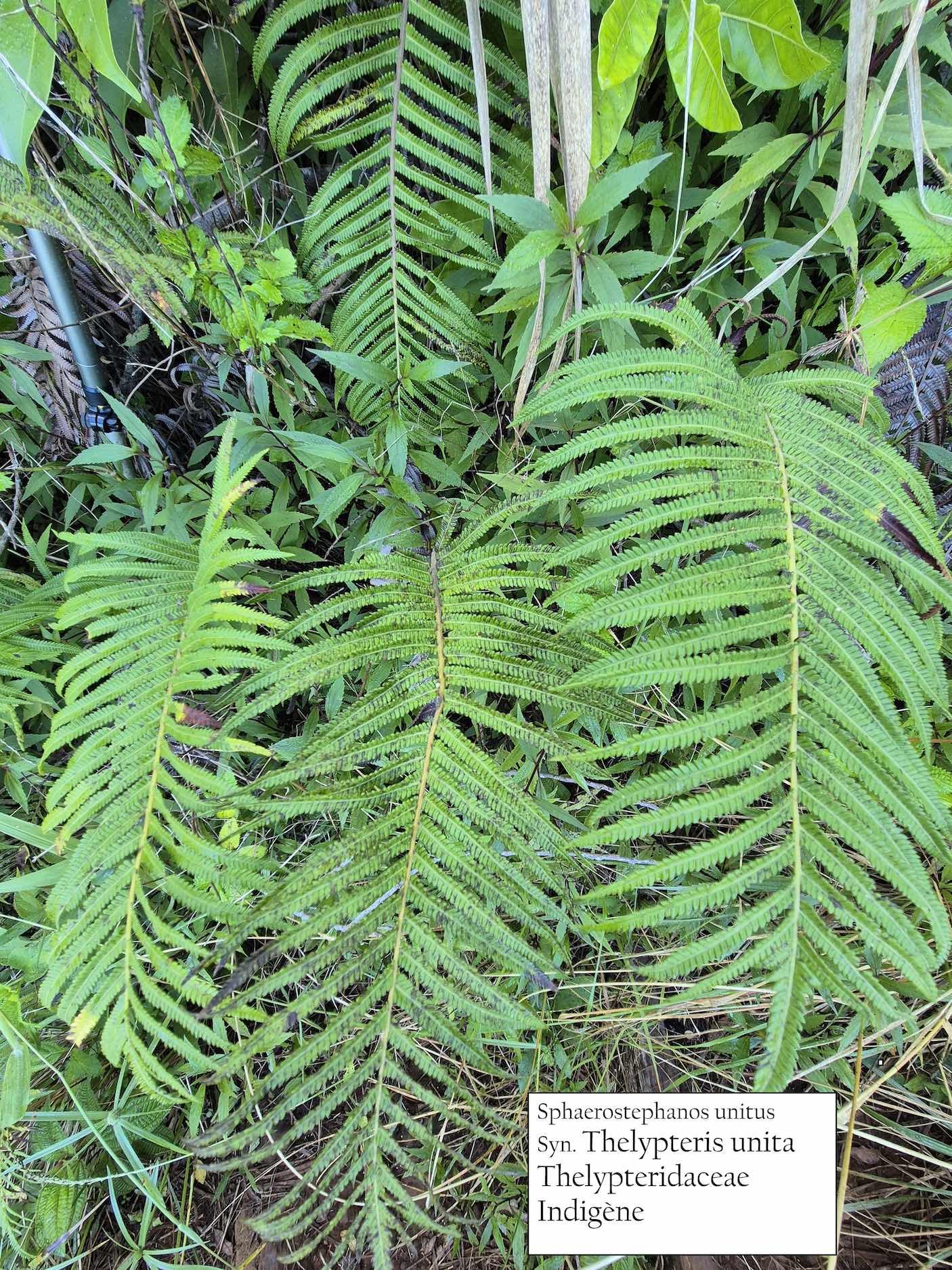 11- Thelypteris unita