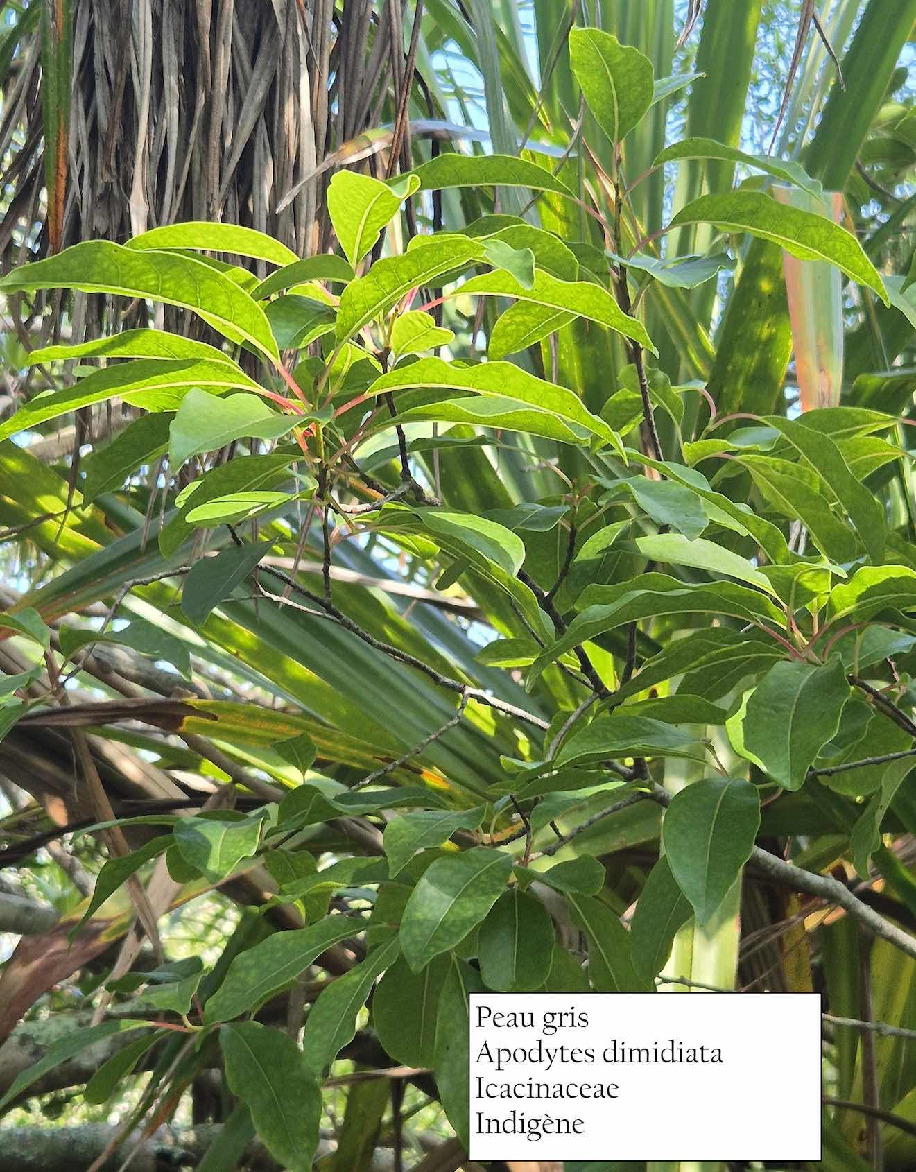 31- Peau gris- Apodytes dimidiata