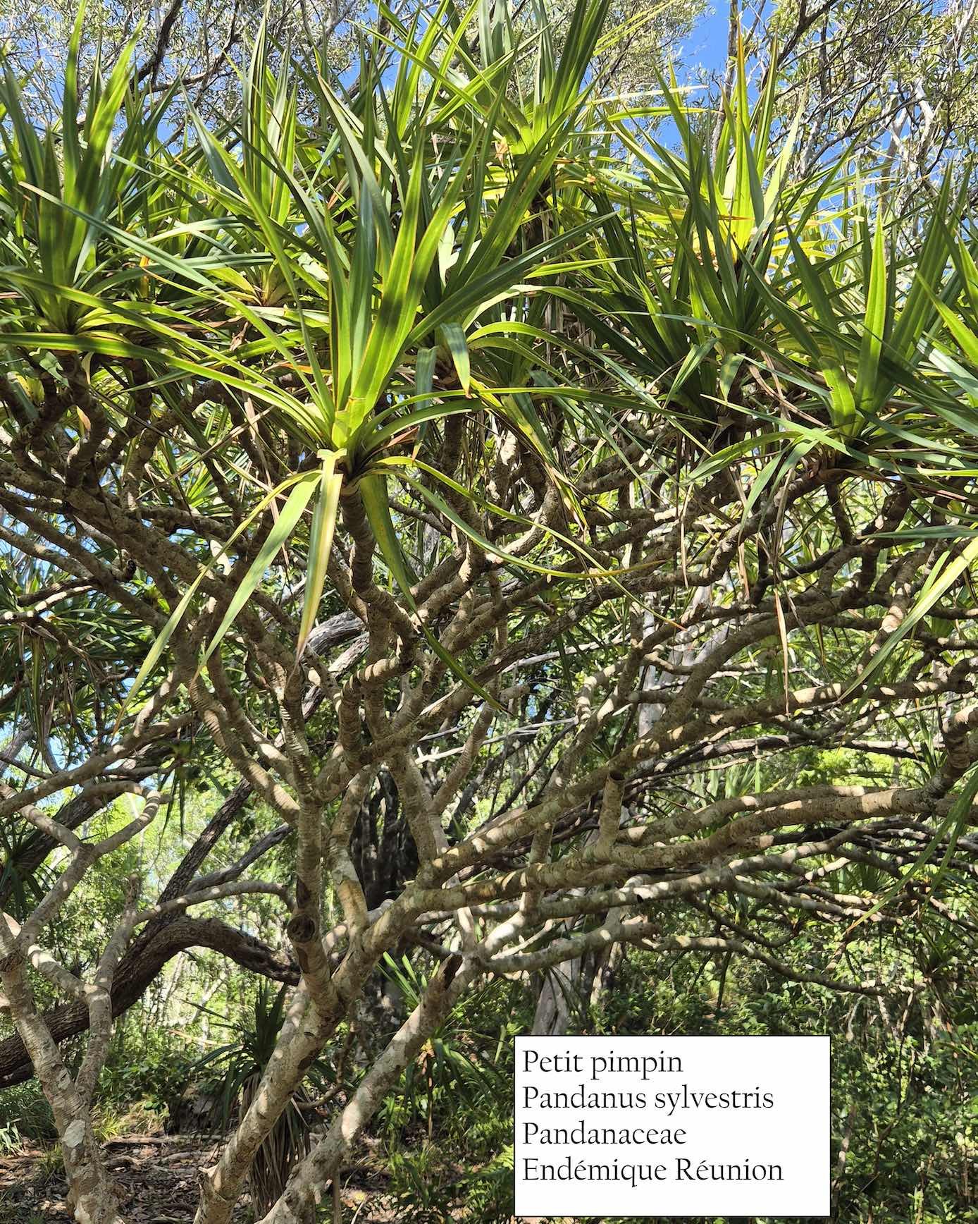 38- Pandanus sylvestris.