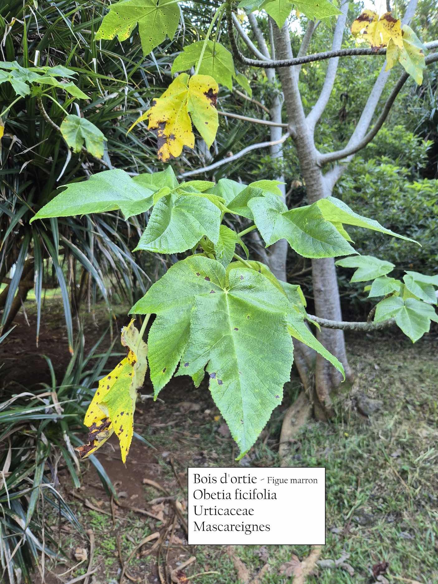 4- Bois d'ortie (1)