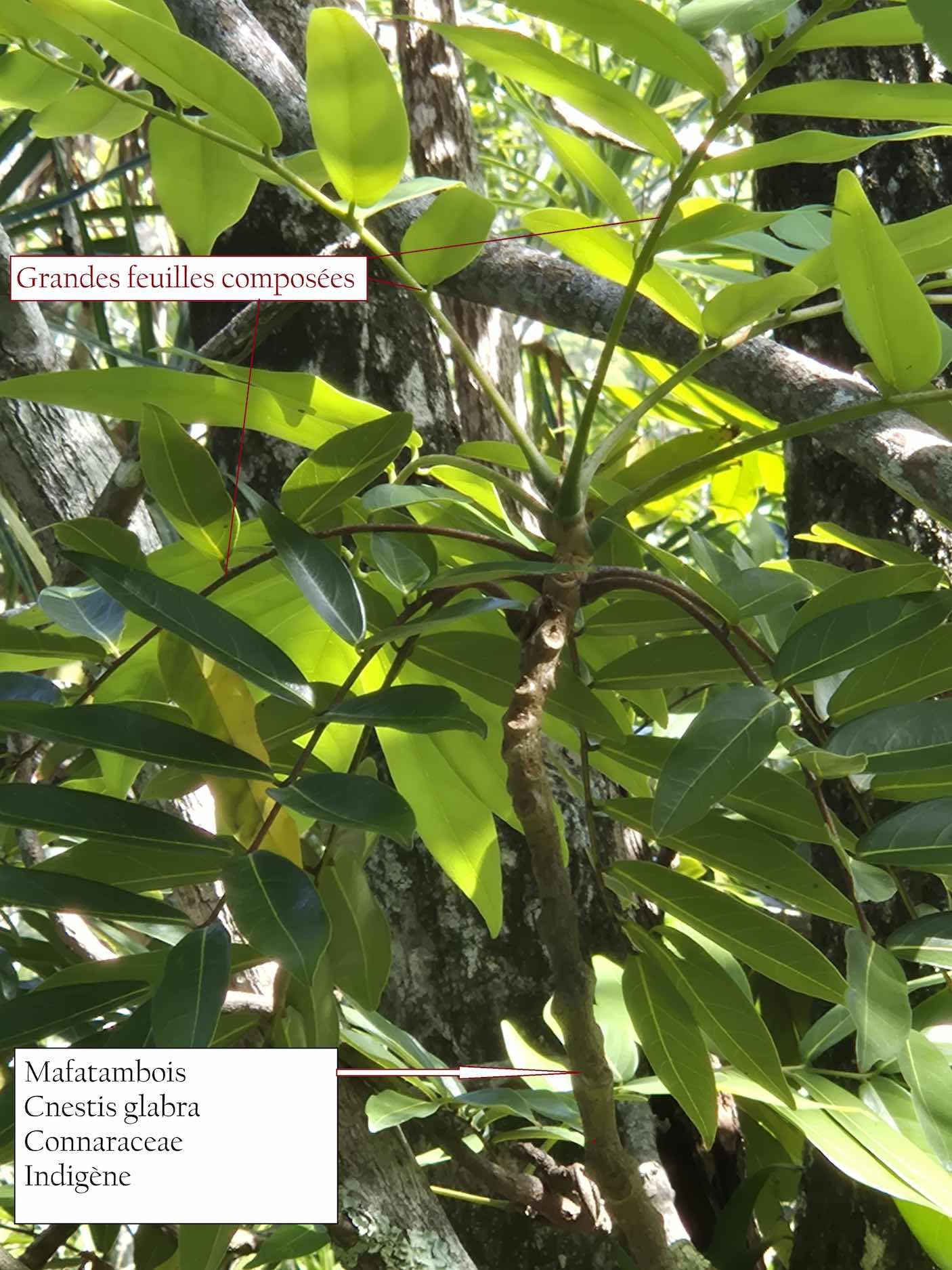 45- Mafatambois (2)