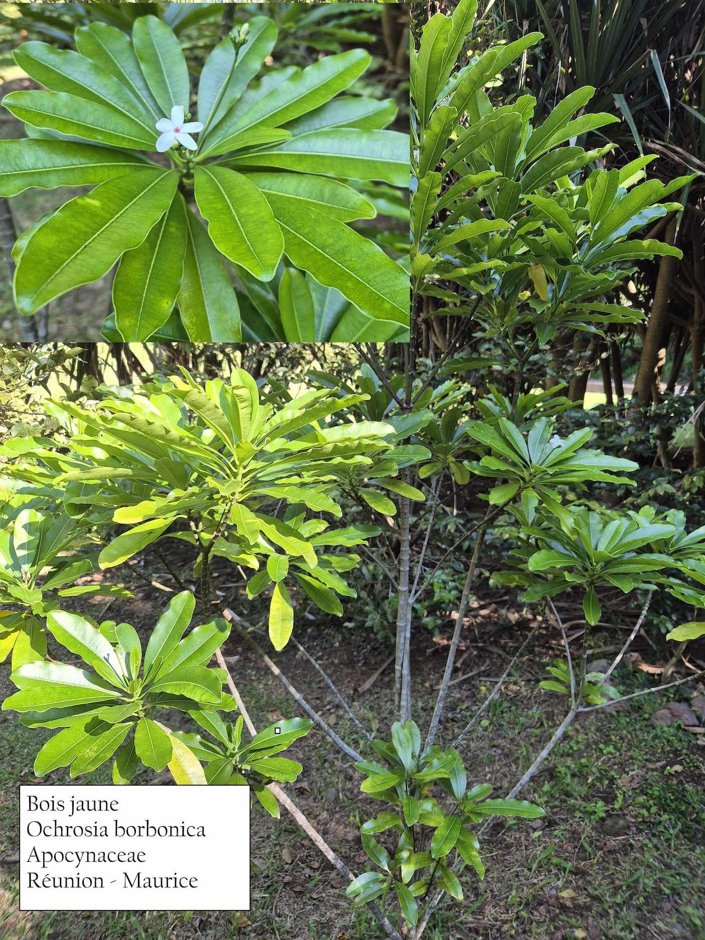 5- Ochrosia borbonica (3)