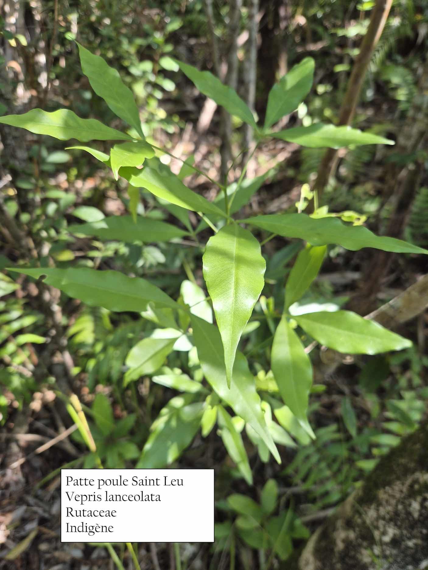 56- Vepris lanceolata