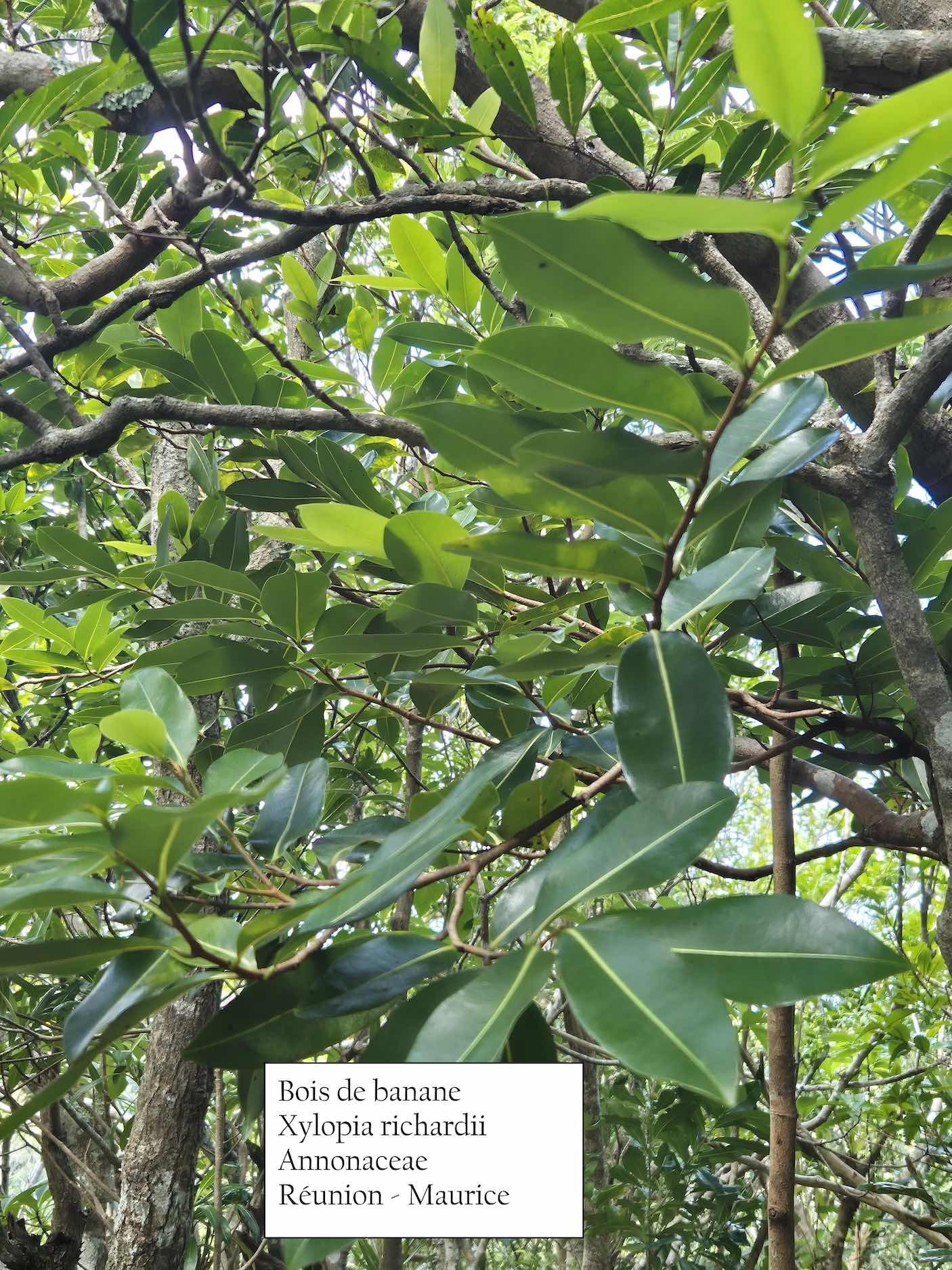 73- Bois de banane (2)