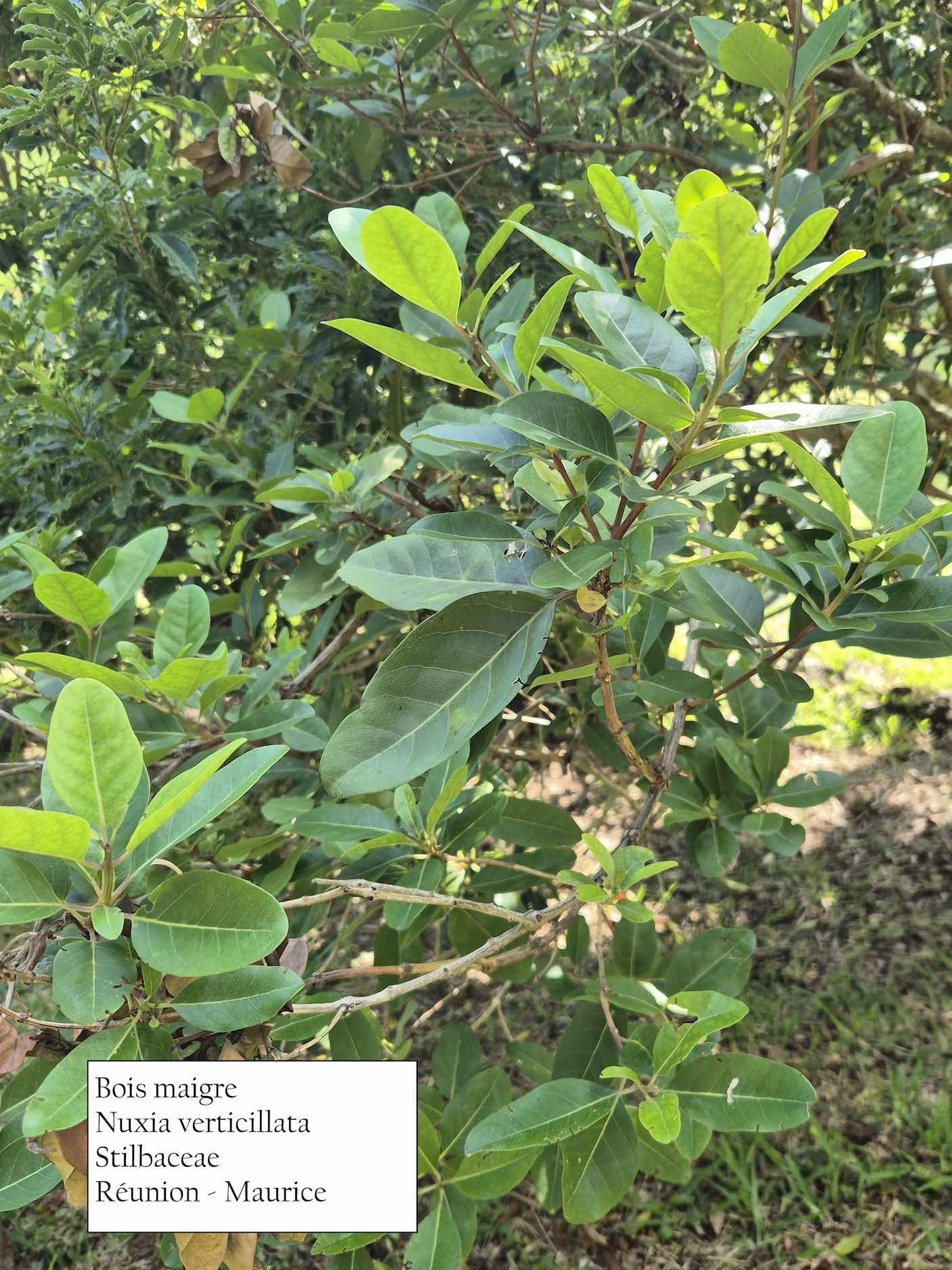 84- Bois maigre
