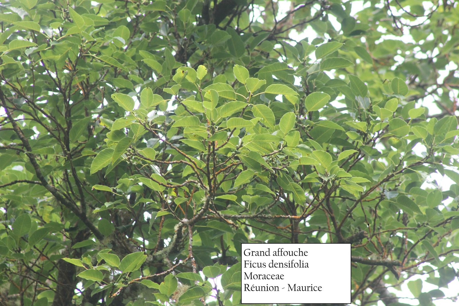 106- Ficus 