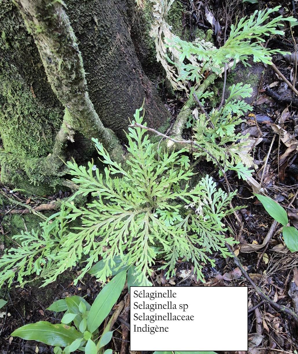 18-Sélaginelle