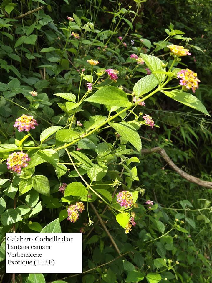 55- Lantana camara