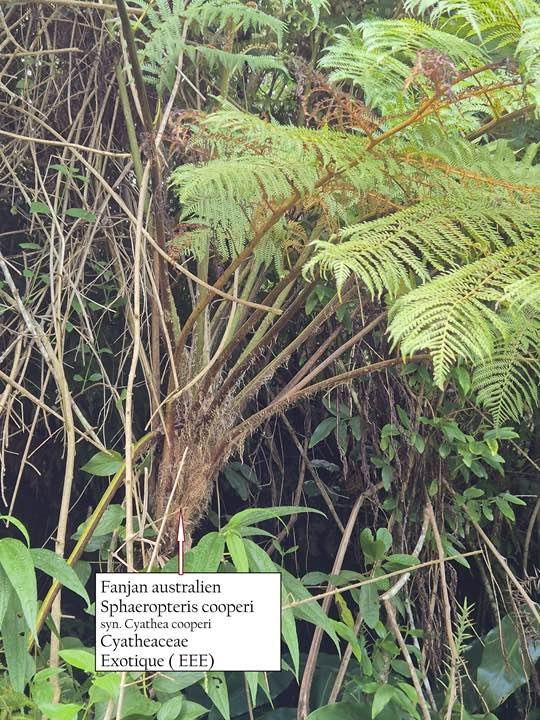 59- Fanjan australien