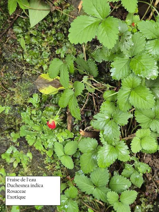 71- Fraise de l'eau