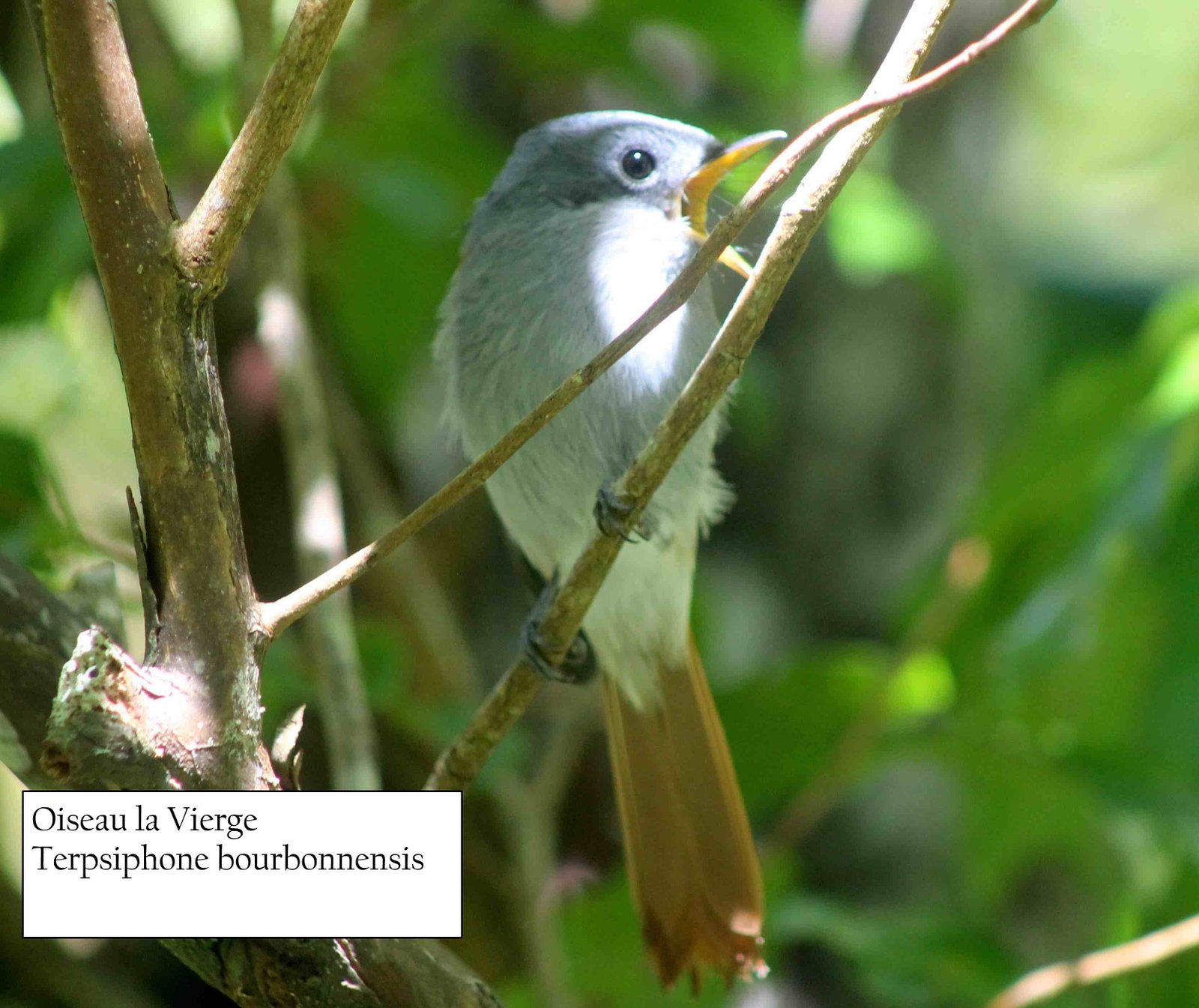 100- Oiseau la Vierge (3)