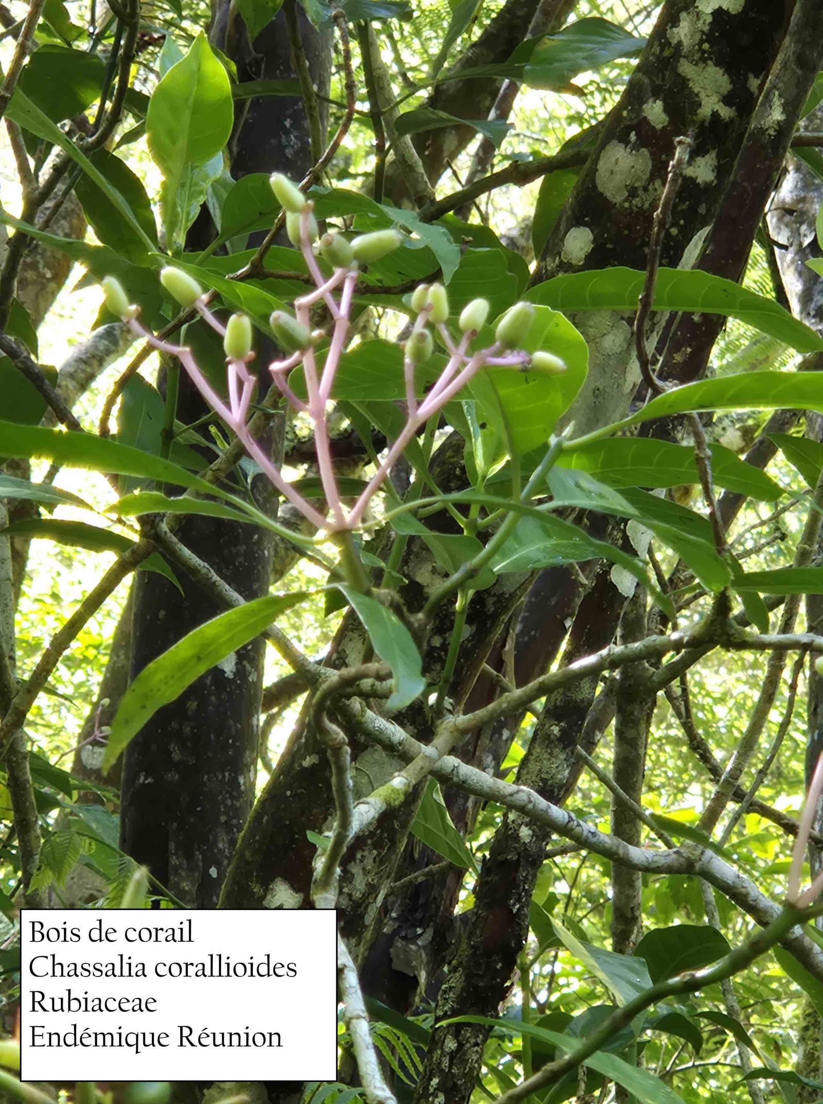 17- Bois de corail