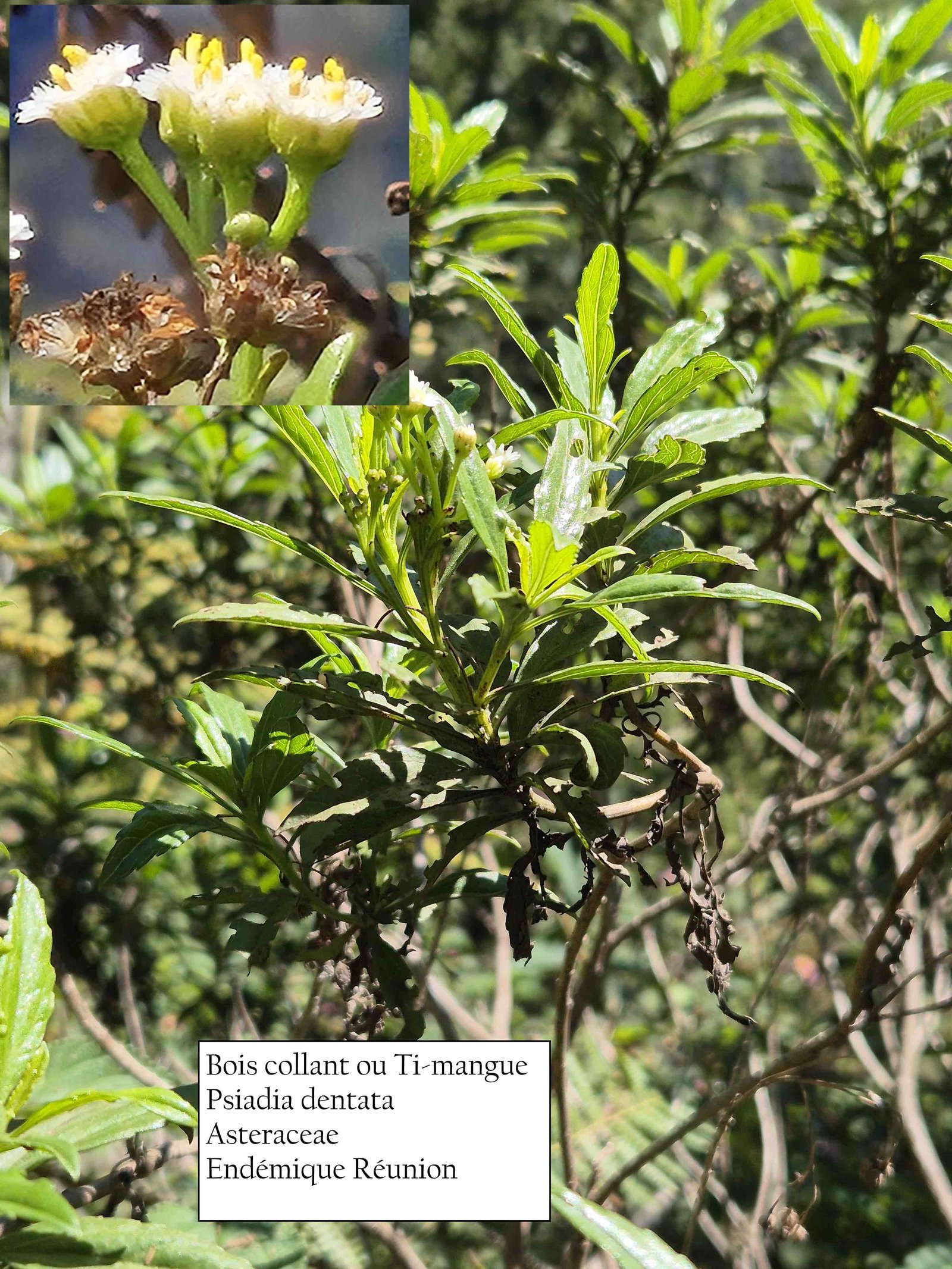 50- Ti-mangue (1)