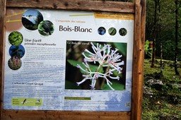 A-3 Bois Blanc-Info