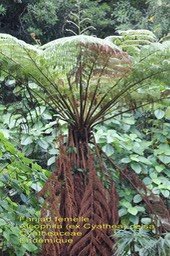 Alsophila celsa- Fanjan femelle-Cyatheaceae- End
