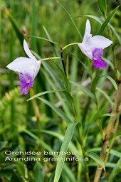 Arundina graminifolia-Orchidée bambou