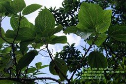 Boehmeria stipularis- Bois de source- Urticaceae- B