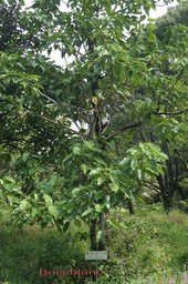 Bois blanc - Hernandia mascarenensis-B M