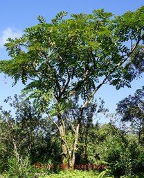 Bois de papaye- Polyscias repanda