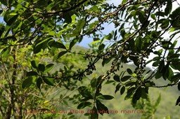Bois de pêche marron- Psiloxylon mauritiana