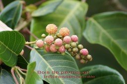 Bois de perroquet- Inflorescence mâle