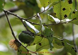 Bois noir des hauts- Diospyros borbonica - Ebénacée - B