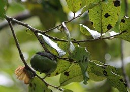 Bois noir des hauts-Fruit