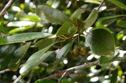 Bois rouge- Fruits