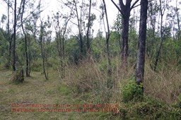 Colonisation d'une coulée de lave à Bois Blanc- Piton Sainte Rose