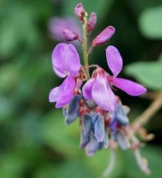 Desmodium- Inflorescence