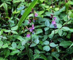 Desmodium intortum- Colle colle- Fabaceae- I