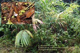 Elettaria cardamomum- Zingiberaceae-