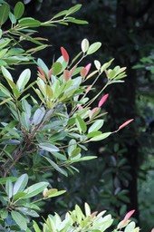 Feuilles du Petit Natte