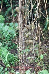Ficus mauritiana- les fruits ou figues