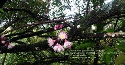 Fleurs du Bois de pomme rouge
