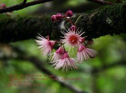 Fleurs du Bois de pomme rouge-2
