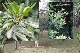 Forêt de Bois Blanc- Grand Natte et Petit Natte