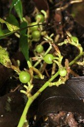 Fruits de la Cardamone