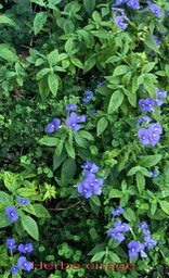 Herbe cirage- Otacanthus azurea-Scophulariacée-exo